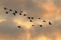 Common cranes in flight Royalty Free Stock Photo