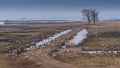 Common cranes and geese