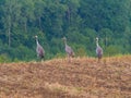 The common cranes