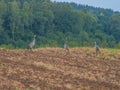 The common cranes