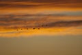 Common cranes Grus grus in flight at dawn.