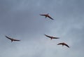 Common cranes Grus grus in flight at dawn.