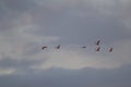 Common cranes Grus grus in flight at dawn.