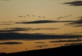 Common cranes Grus grus in flight at dawn.