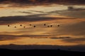 Common cranes Grus grus in flight at dawn.