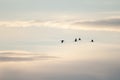 Common cranes in flight in the Gallocanta Lagoon. Royalty Free Stock Photo