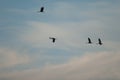 Common cranes in flight in the Gallocanta Lagoon. Royalty Free Stock Photo