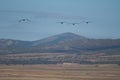 Common cranes in flight in the Gallocanta Lagoon. Royalty Free Stock Photo