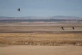 Common cranes in flight in the Gallocanta Lagoon. Royalty Free Stock Photo