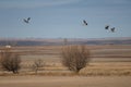 Common cranes in flight in the Gallocanta Lagoon. Royalty Free Stock Photo