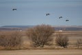 Common cranes in flight in the Gallocanta Lagoon. Royalty Free Stock Photo