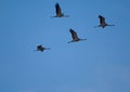 Common cranes in flight in the Gallocanta Lagoon. Royalty Free Stock Photo