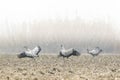 Common Cranes Grus grus flock flyingranes fighting on a foggy day, Extremadura Royalty Free Stock Photo