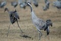 Common cranes Grus grus in a lagoon.