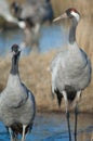 Common cranes Grus grus in a lagoon.