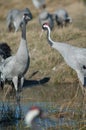 Common cranes Grus grus in a lagoon.