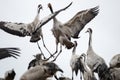 Common Cranes Royalty Free Stock Photo