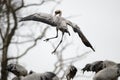 Common Cranes Royalty Free Stock Photo