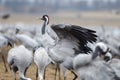 Common Cranes Royalty Free Stock Photo