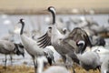Common Cranes Royalty Free Stock Photo