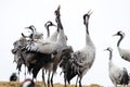 Common Cranes Royalty Free Stock Photo