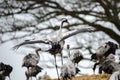 Common Cranes Royalty Free Stock Photo