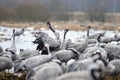 Common Cranes Royalty Free Stock Photo