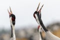 Common Cranes Royalty Free Stock Photo