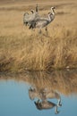 Common cranes Grus grus reflected in a lagoon.