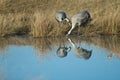 Common cranes Grus grus reflected in a lagoon.