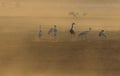 Common cranes Grus grus standing on the foraging field. Early morning. Wind and dust. Royalty Free Stock Photo