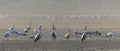 Common cranes Grus grus standing on the foraging field. Early morning. Wind and dust.
