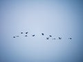 Migration of common cranes