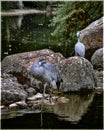 Common cranes in the Lyon Zoo  within the Parc de la Tete d'Or Royalty Free Stock Photo