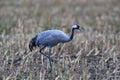 Common cranes, Mecklenburg, Germany