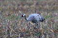 Common cranes, Mecklenburg, Germany