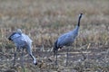 Common cranes, Mecklenburg, Germany