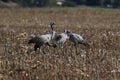 Common cranes, Mecklenburg, Germany
