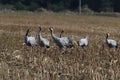 Common cranes, Mecklenburg, Germany