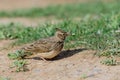 Common crested lark. Galerida cristata in the wild