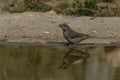 Common crossbill drinking water with reflection in a pond Royalty Free Stock Photo