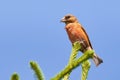 Common crossbill Loxia curvirostra male bird Royalty Free Stock Photo