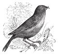 The Common Crossbill or Loxia curvirostra. Vintage engraving Royalty Free Stock Photo
