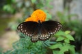 Common Crow Butterfly drinking nectar on a flower. Royalty Free Stock Photo