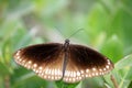 Common crow butterfly (Euploea core) sitting on plant leaves : (pix Sanjiv Shukla)