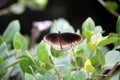 Common crow butterfly (Euploea core) sitting on plant leaves : (pix Sanjiv Shukla)