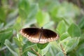 Common crow butterfly (Euploea core) sitting on plant leaves : (pix Sanjiv Shukla)