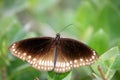 Common crow butterfly (Euploea core) sitting on plant leaves : (pix Sanjiv Shukla)