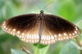 Common crow butterfly (Euploea core) sitting on plant leaves : (pix Sanjiv Shukla)