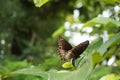 Common Crow Butterfly laying eggs. Royalty Free Stock Photo